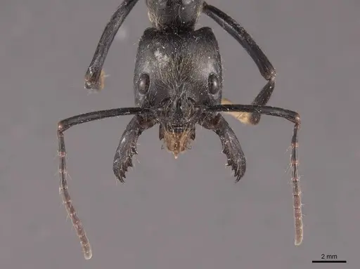 Dinoponera quadriceps specimen FMNHINS0000050367 image fmnhins0000050367_2