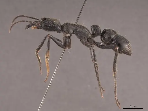 Dinoponera quadriceps specimen FMNHINS0000050367 image fmnhins0000050367_3