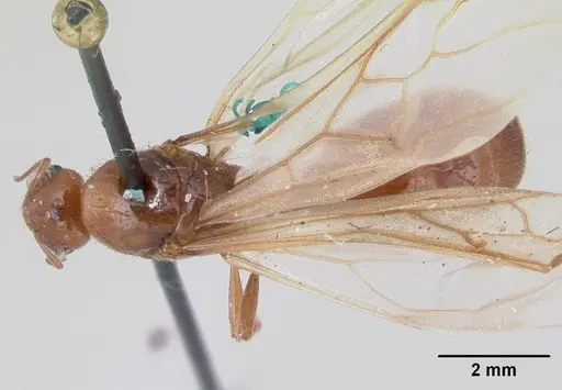 Diplomorium longipenne specimen CASENT0178564 image casent0178564_1
