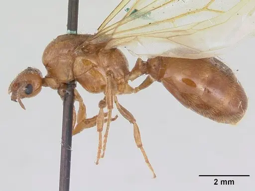 Diplomorium longipenne specimen CASENT0178564 image casent0178564_3