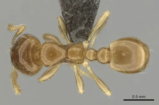Diplomorium longipenne specimen CASENT0813025 image casent0813025_1