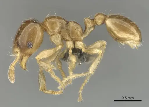Diplomorium longipenne specimen CASENT0813025 image casent0813025_4