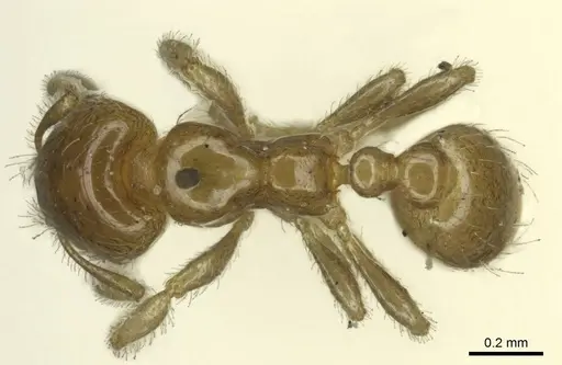Diplomorium longipenne specimen CASENT0916035 image casent0916035_1