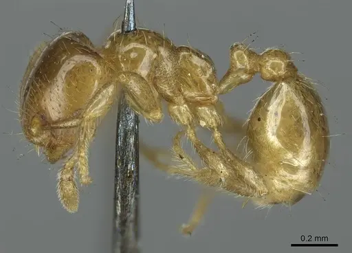 Diplomorium longipenne specimen CASENT0916035 image casent0916035_3