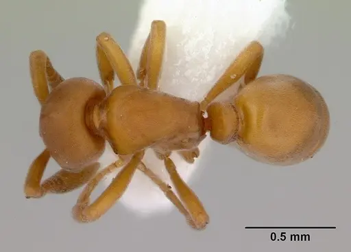 Discothyrea antarctica specimen CASENT0172126 image casent0172126_1