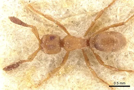 Discothyrea antarctica specimen CASENT0903857 image casent0903857_1