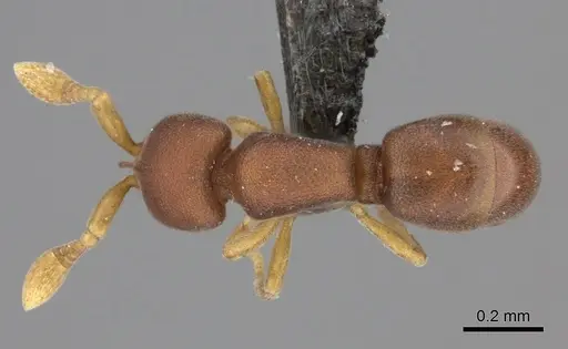 Discothyrea athene specimen CASENT0235476 image casent0235476_1