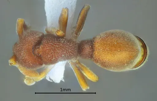 Discothyrea banna specimen ANTWEB1060495 image antweb1060495_1