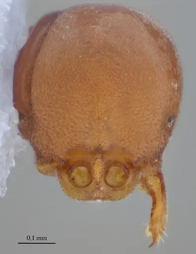 Discothyrea bobi specimen UFV-LABECOL-000032 image ufv-labecol-000032_1