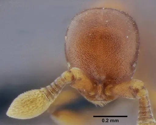 Discothyrea bobi specimen UFV-LABECOL-000050 image ufv-labecol-000050_2