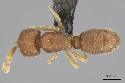 Discothyrea chimera specimen CASENT0235471 image casent0235471_1