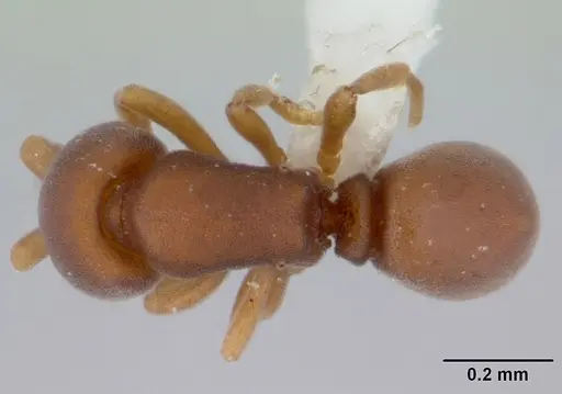 Discothyrea denticulata specimen CASENT0178697 image casent0178697_1
