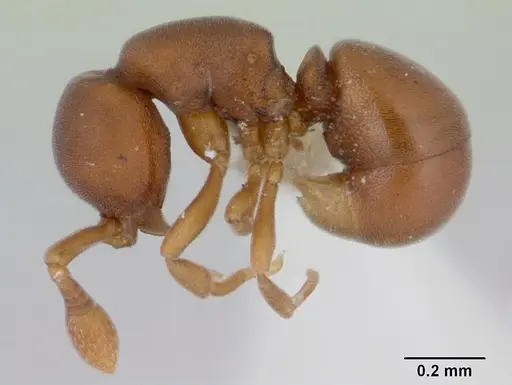 Discothyrea denticulata specimen CASENT0178697 image casent0178697_3