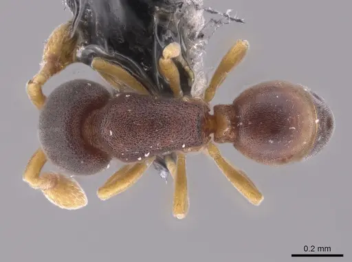 Discothyrea denticulata specimen CASENT0653686 image casent0653686_1
