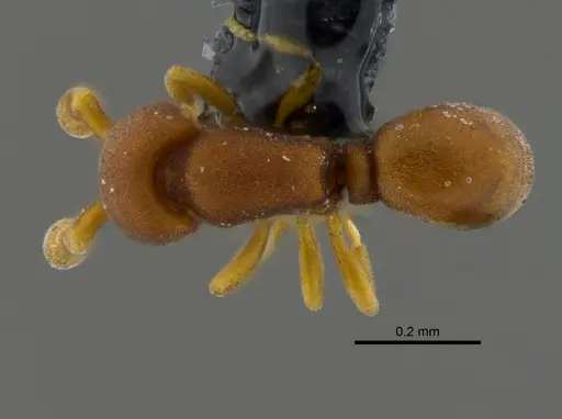 Discothyrea denticulata specimen CBUMAGENT41815 image cbumagent41815_1