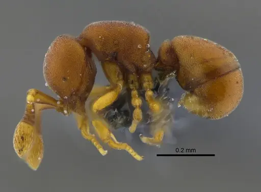 Discothyrea denticulata specimen CBUMAGENT41815 image cbumagent41815_3
