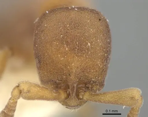 Discothyrea gaia specimen CASENT0247040 image casent0247040_2