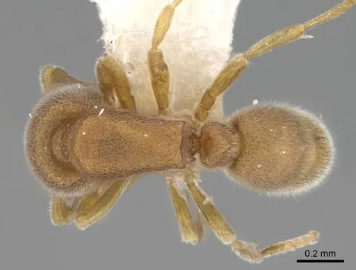 Discothyrea gryphon specimen CASENT0247367 image casent0247367_1