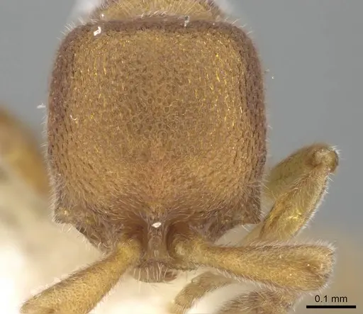 Discothyrea gryphon specimen CASENT0247367 image casent0247367_2