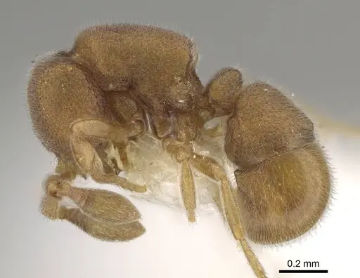 Discothyrea gryphon specimen CASENT0247367 image casent0247367_3