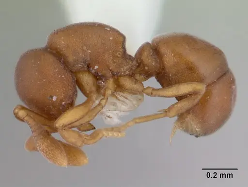 Discothyrea horni specimen CASENT0178698 image casent0178698_3