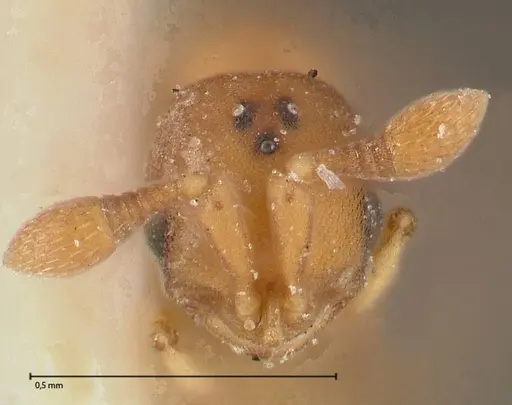 Discothyrea horni specimen FOCOL0380 image focol0380_2