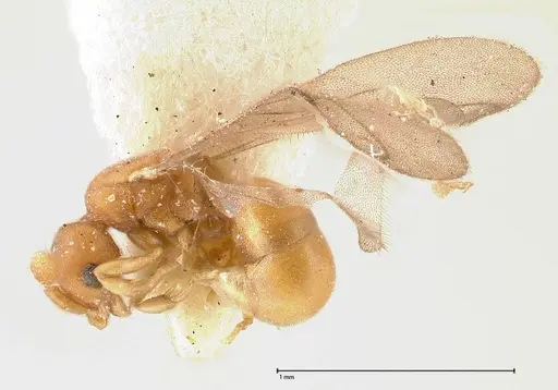 Discothyrea horni specimen FOCOL0380 image focol0380_3