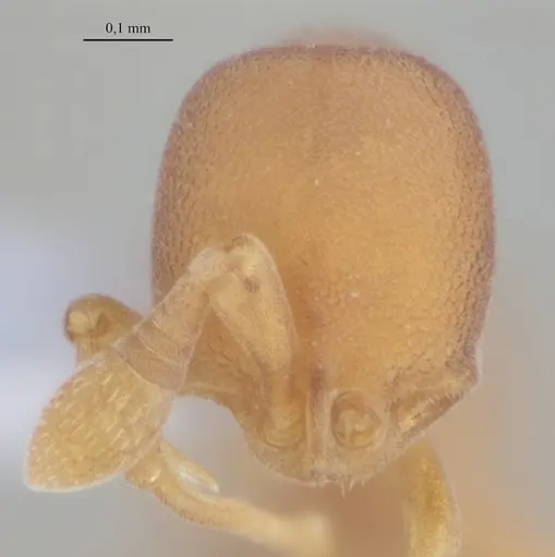 Discothyrea horni specimen UFV-LABECOL-009622 image ufv-labecol-009622_2