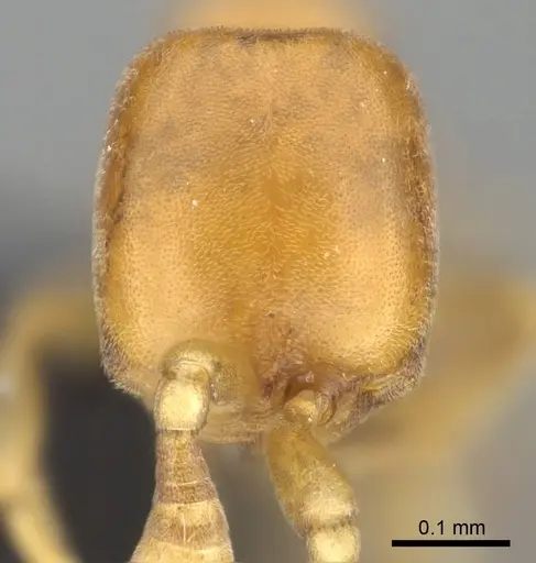 Discothyrea humilis specimen CASENT0318490 image casent0318490_2