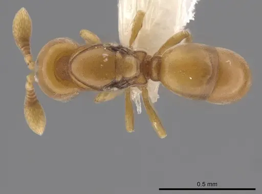 Discothyrea humilis specimen CASENT0635735 image casent0635735_1