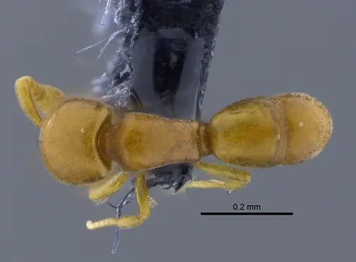 Discothyrea humilis specimen CBUMAGENT41773 image cbumagent41773_1