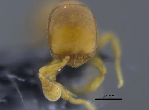 Discothyrea humilis specimen CBUMAGENT41773 image cbumagent41773_2