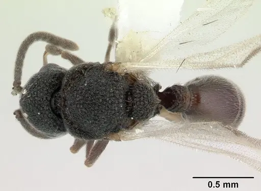 Discothyrea mixta specimen CASENT0178271 image casent0178271_1