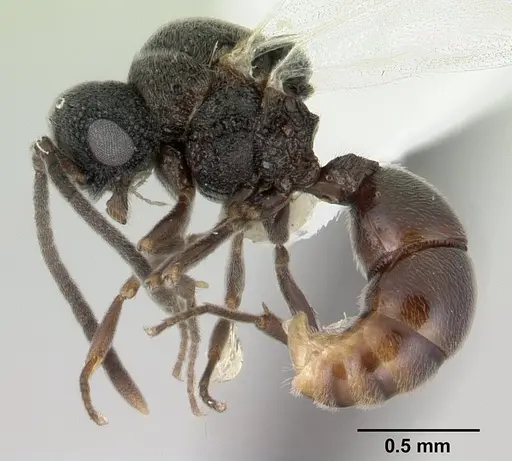 Discothyrea mixta specimen CASENT0178271 image casent0178271_3