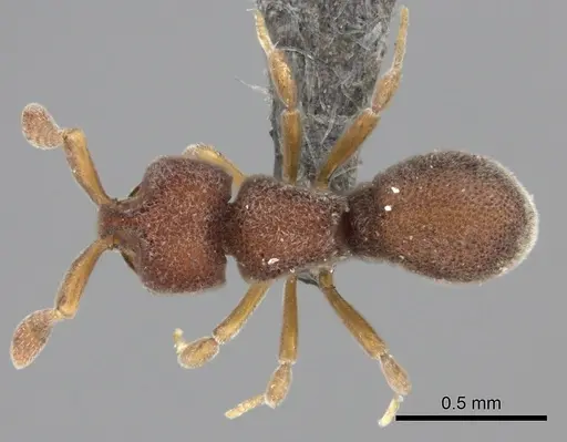 Discothyrea mixta specimen CASENT0235473 image casent0235473_1