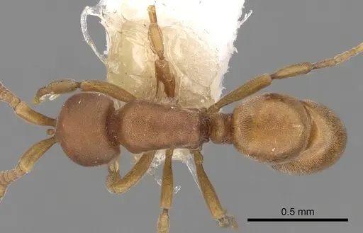 Discothyrea neotropica specimen CASENT0281861 image casent0281861_1