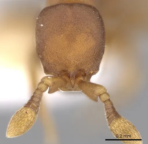 Discothyrea neotropica specimen CASENT0281861 image casent0281861_3