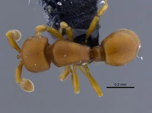 Discothyrea neotropica specimen CBUMAGENT41772 image cbumagent41772_1