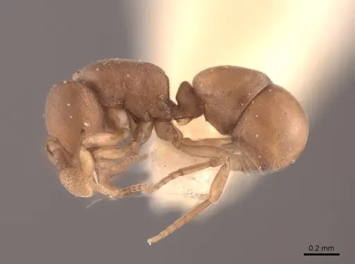 Discothyrea neotropica specimen FMNHINS0000050586 image fmnhins0000050586_3