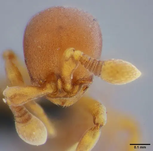 Discothyrea neotropica specimen UFV-LABECOL-000068 image ufv-labecol-000068_3