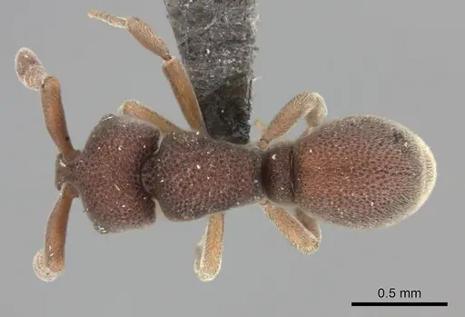 Discothyrea oculata specimen CASENT0235467 image casent0235467_1