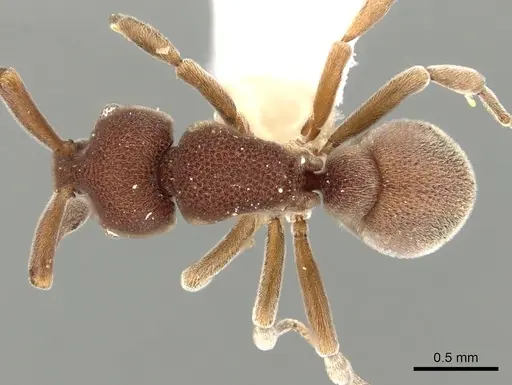 Discothyrea oculata specimen CASENT0249259 image casent0249259_1