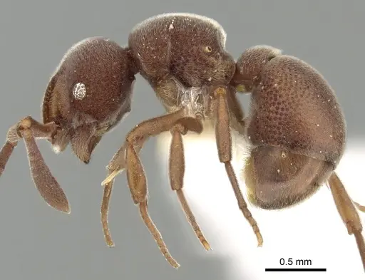 Discothyrea oculata specimen CASENT0249259 image casent0249259_3