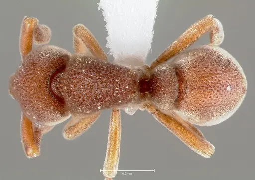 Discothyrea oculata specimen CASENT0400109 image casent0400109_1