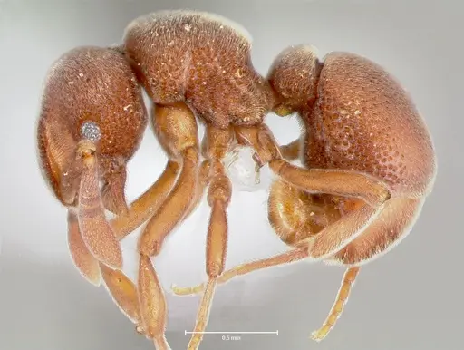 Discothyrea oculata specimen CASENT0400109 image casent0400109_3