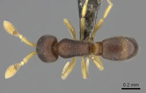 Discothyrea patrizii specimen CASENT0235474 image casent0235474_1