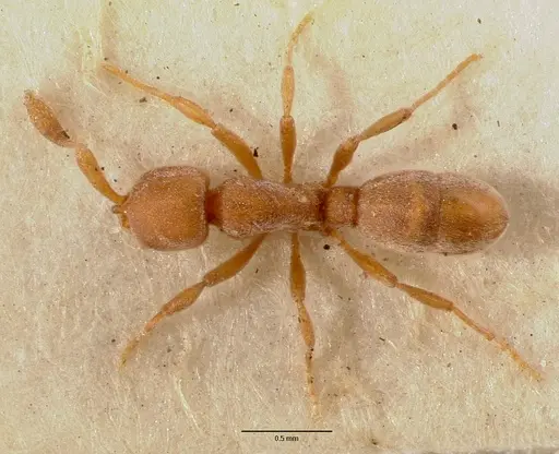 Discothyrea poweri specimen SAM-ENT-0011509 image sam-ent-0011509_1
