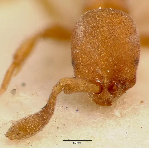 Discothyrea poweri specimen SAM-ENT-0011509 image sam-ent-0011509_2