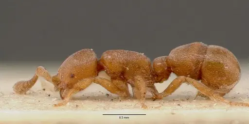 Discothyrea poweri specimen SAM-ENT-0011509 image sam-ent-0011509_3