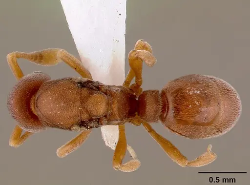Discothyrea poweri specimen SAM-HYM-C000124 image sam-hym-c000124_1